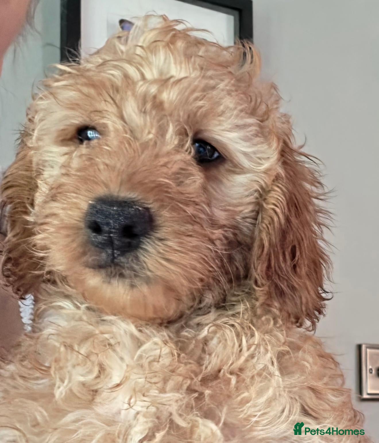 Mini Goldendoodle dogs Adorable Goldendoodles Looking for a Loving Family - Advert 1