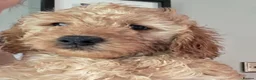 Mini Goldendoodle dogs for sale: Adorable Goldendoodles Looking for a Loving Family - Advert 2