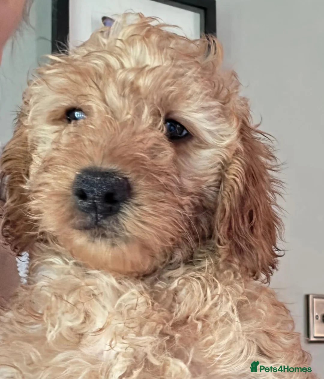 Mini Goldendoodle dogs for sale: Adorable Goldendoodles Looking for a Loving Family - Advert 2
