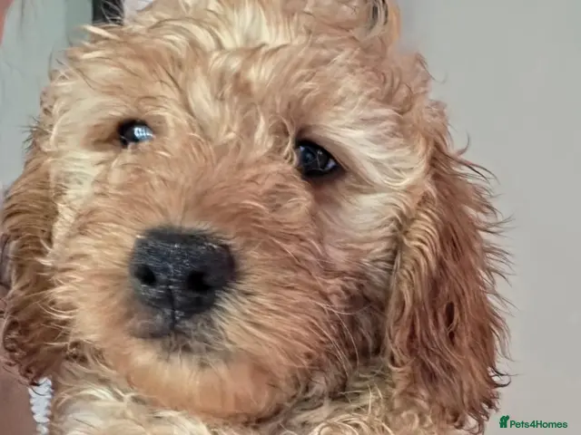 Mini Goldendoodle dogs for sale: Adorable Goldendoodles Looking for a Loving Family - Advert 2