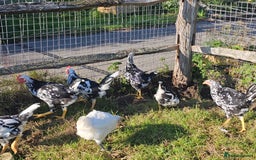 Chickens poultry for sale: Mottled Wyandottes, Le Bresse, Pita Pintas  - Image 11