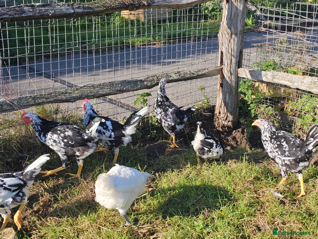 Chickens poultry for sale: Mottled Wyandottes, Le Bresse, Pita Pintas  - Image 11