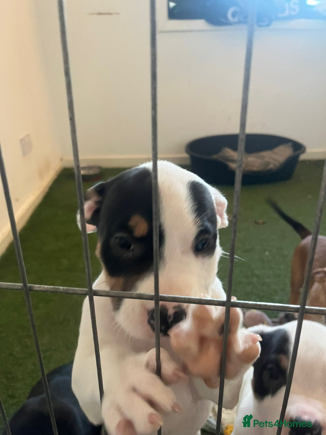 Mixed Breed dogs for sale: American bulldog  - Advert 12