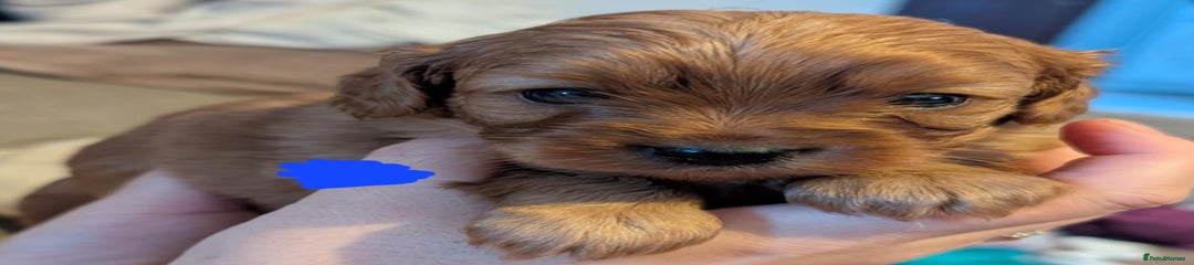 Cavapoo Puppy 4
