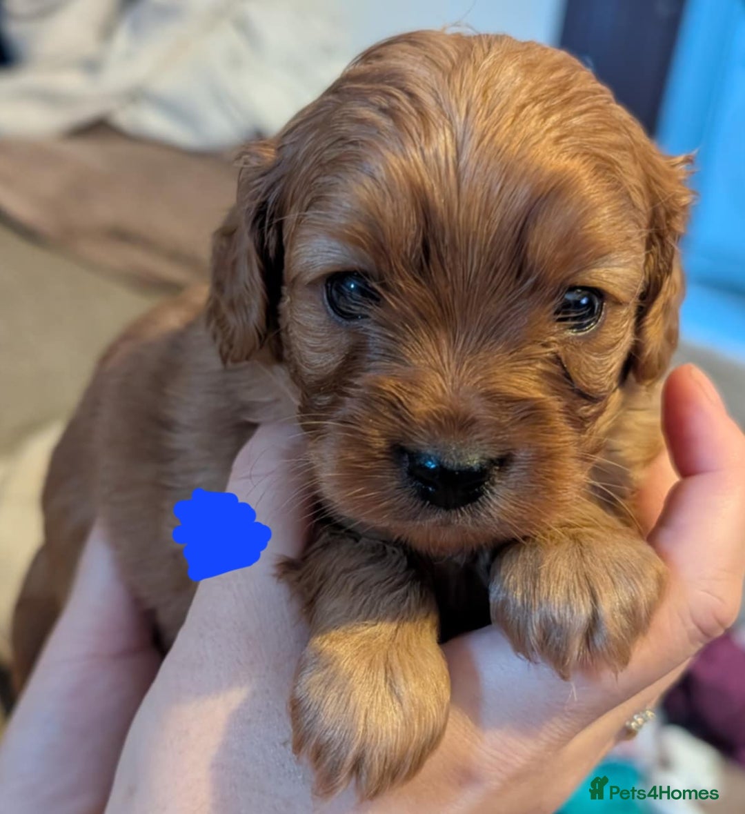 Cavapoo dogs for sale: Cavapoo Puppies (1 LEFT) - Image 5