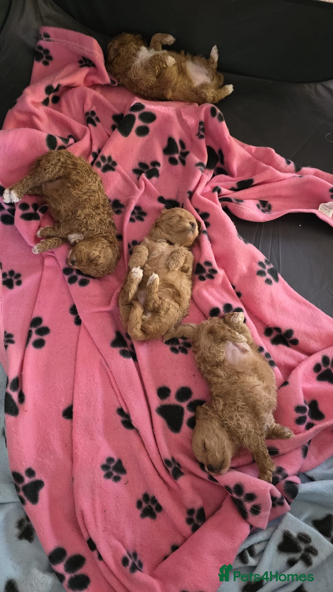 Maltipoo dogs  Adorable Tiny Toy Maltipoo puppies 🐶 - Advert 1