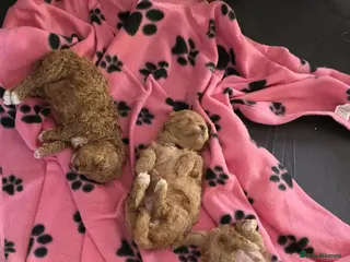 Maltipoo dogs Adorable Tiny Toy Maltipoo puppies 🐶 - Advert 1