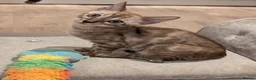 Bengal cats for sale: 🐆✨ TICA-Registered Bengals 🐆✨ - Advert 40