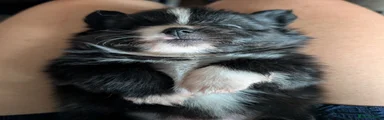 Pomchi 2