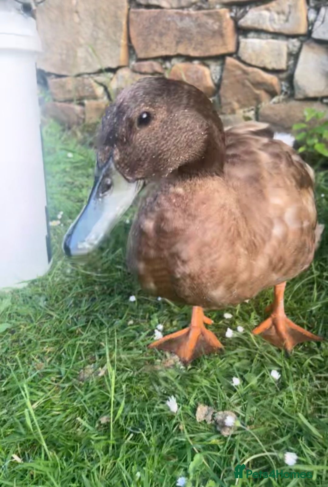 Ducks poultry for sale: Male Khaki Campbell Duck for FREE - Advert 2