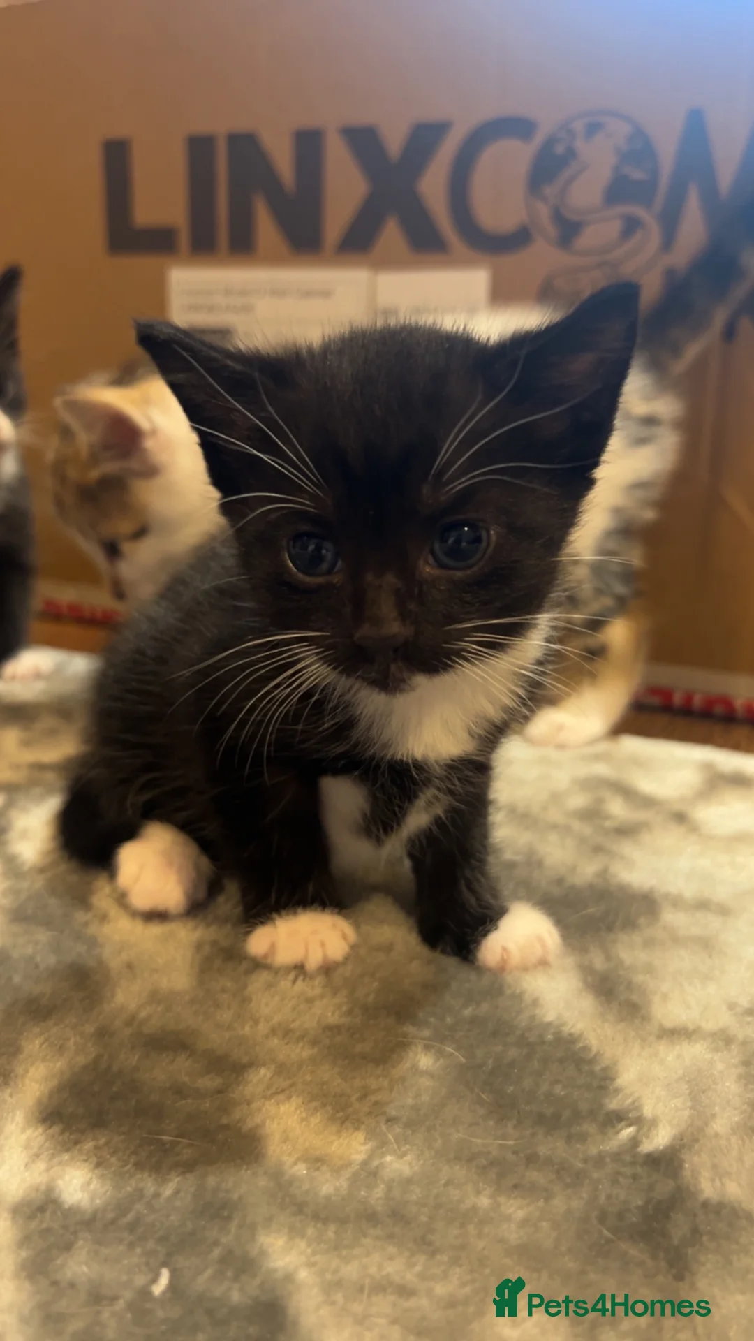 Domestic Shorthair cats for sale: Kittens for sale  - Advert 18