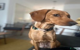 Mixed Breed dogs for sale: Hungarian Vizsla Mix - Image 6