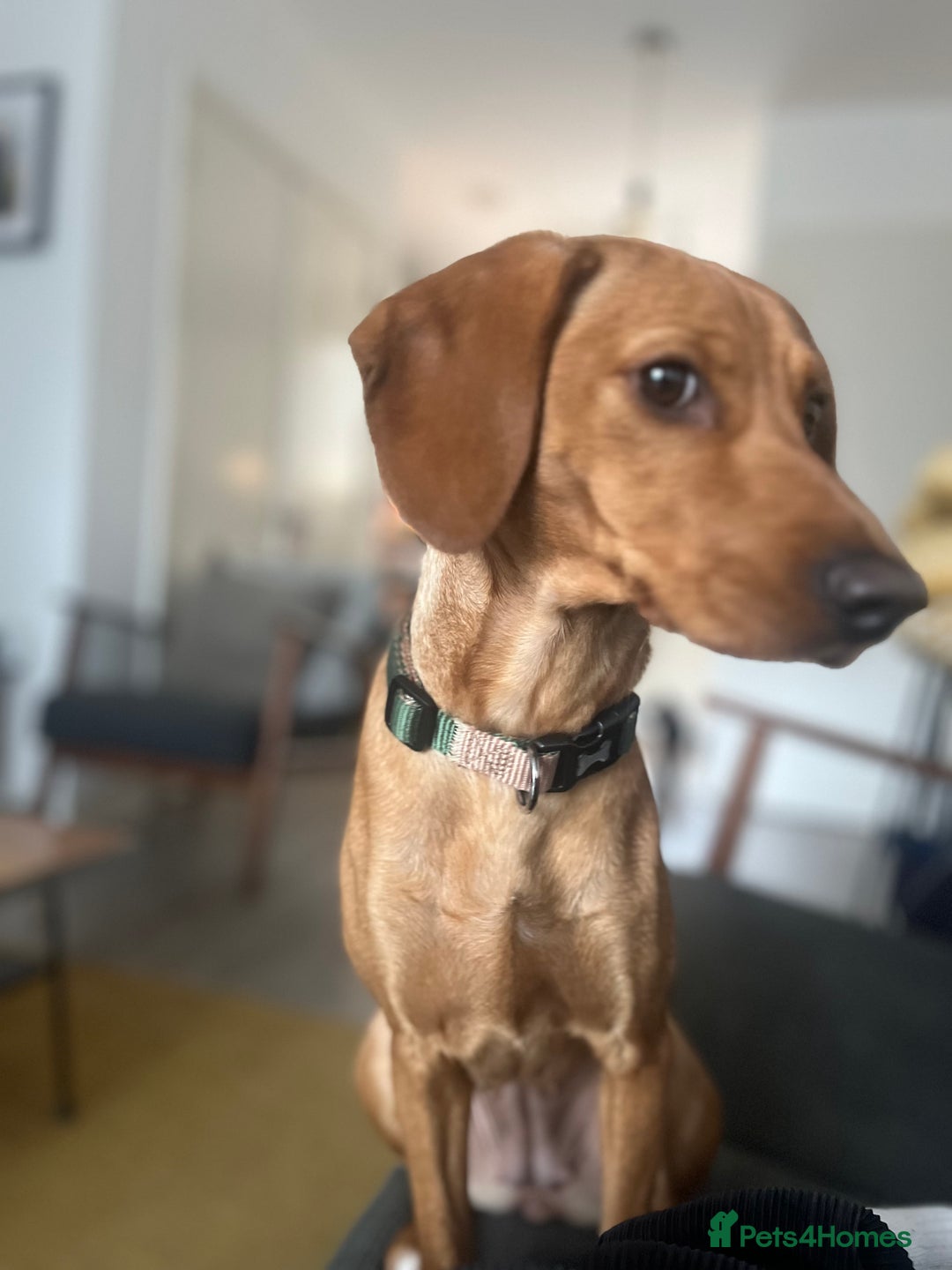Mixed Breed dogs for sale: Hungarian Vizsla Mix - Image 6