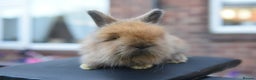 Angora rabbits for sale: French Imported Pedigree English Angoras - Advert 14
