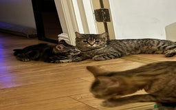 Maine Coon cats for sale: Adorable Kittens  - Image 3