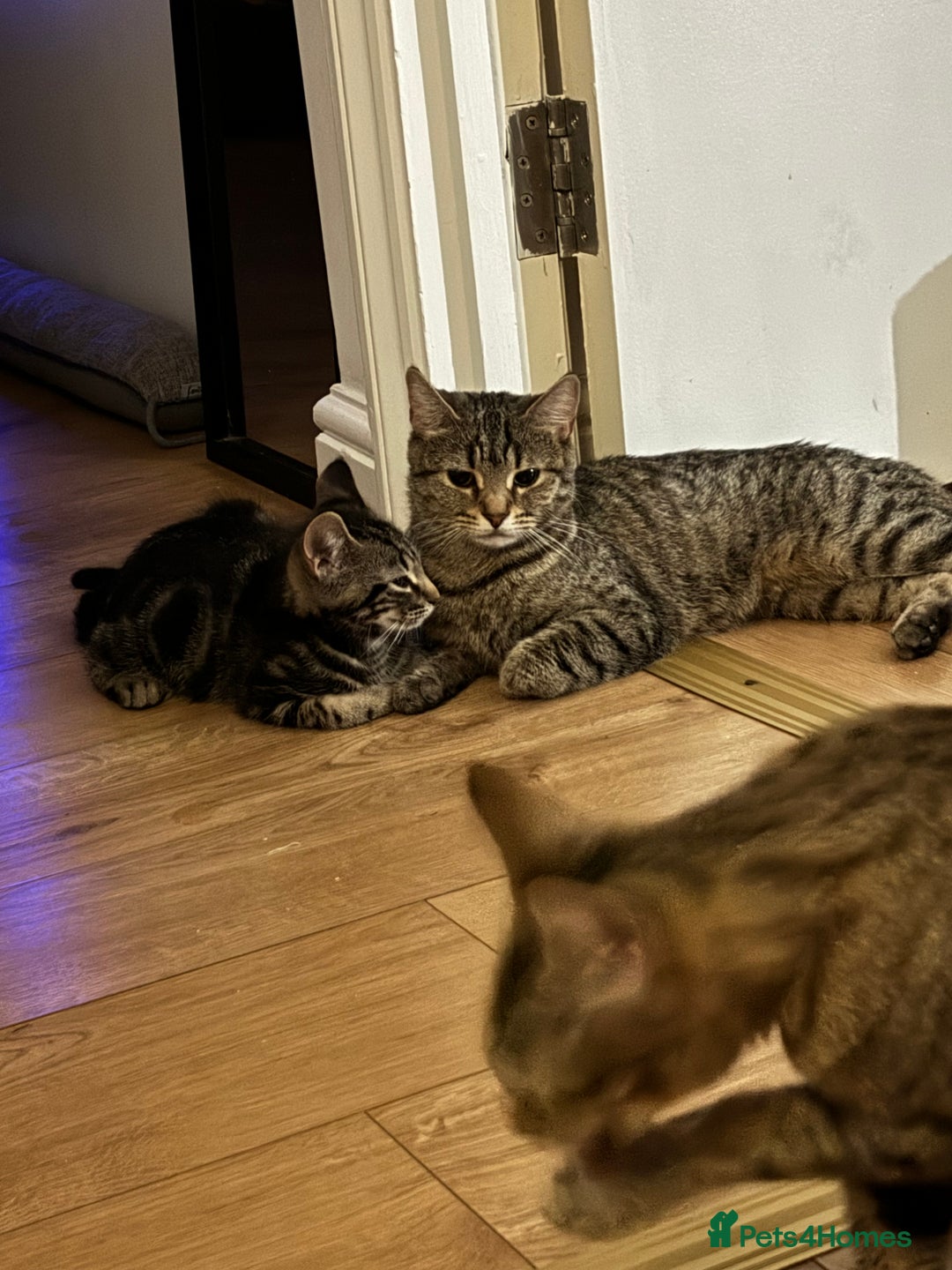 Maine Coon cats for sale: Adorable Kittens  - Image 3
