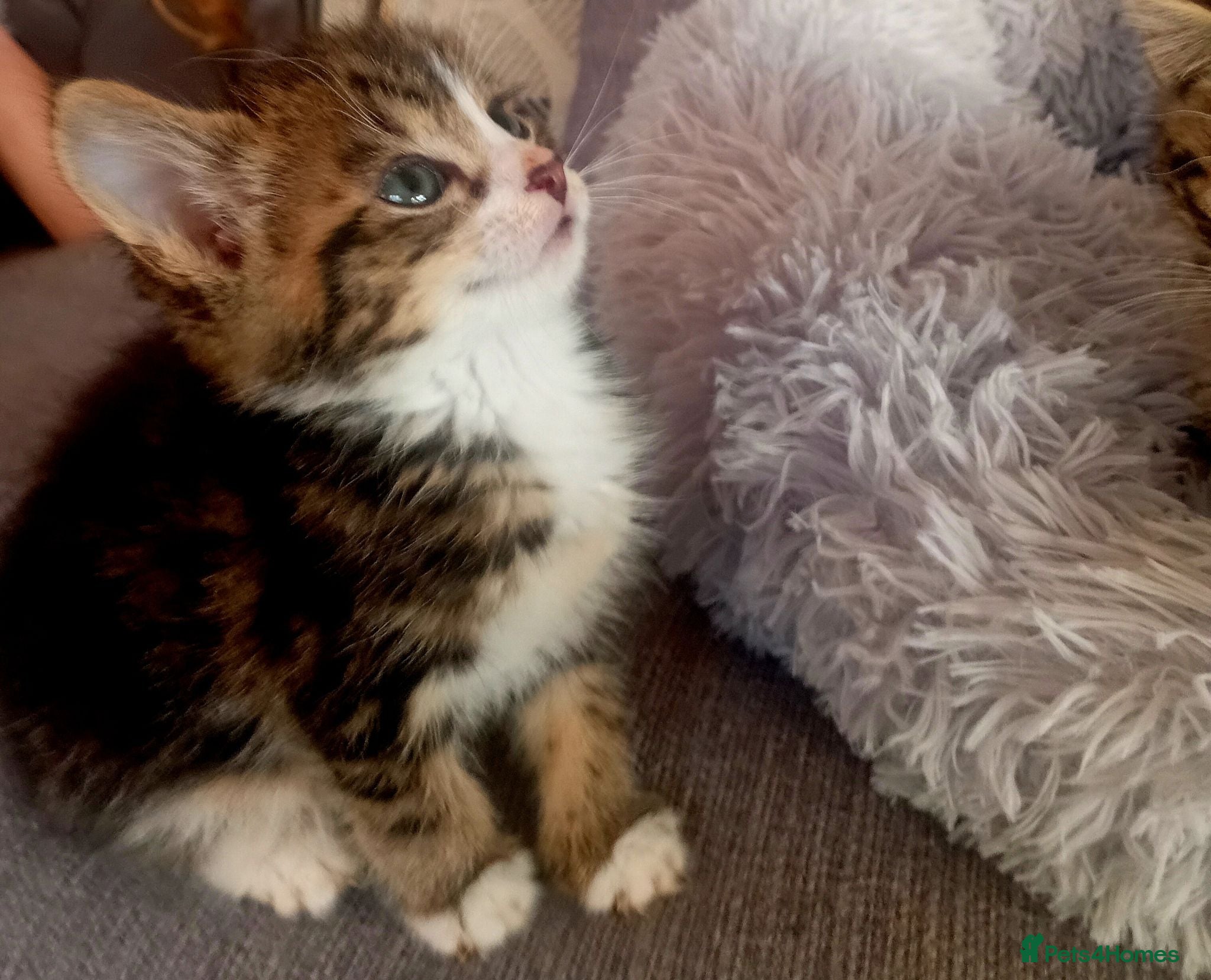 Mixed Breed cats brother and sister looking for their forever home - Advert 1