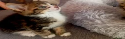 Mixed Breed cats for adoption: brother and sister looking for their forever home - Advert 1