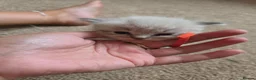 Ragdoll cats for sale: Accidental litter  - Advert 8