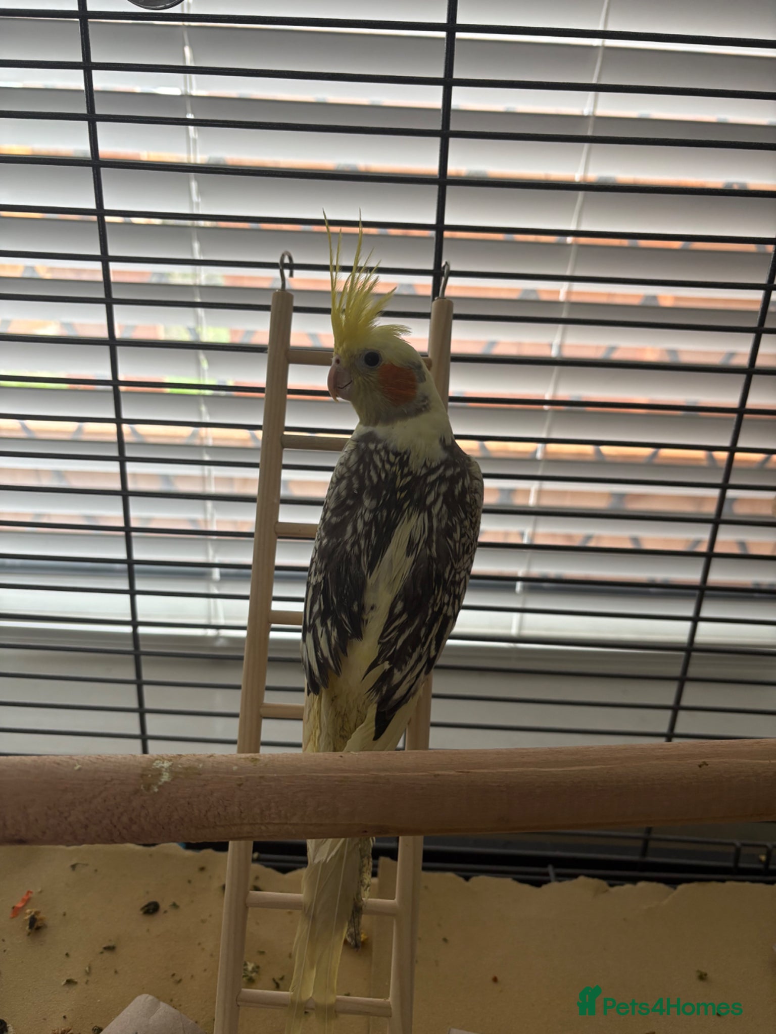 Cockatiels birds Female young cockatiel for sale - Advert 2