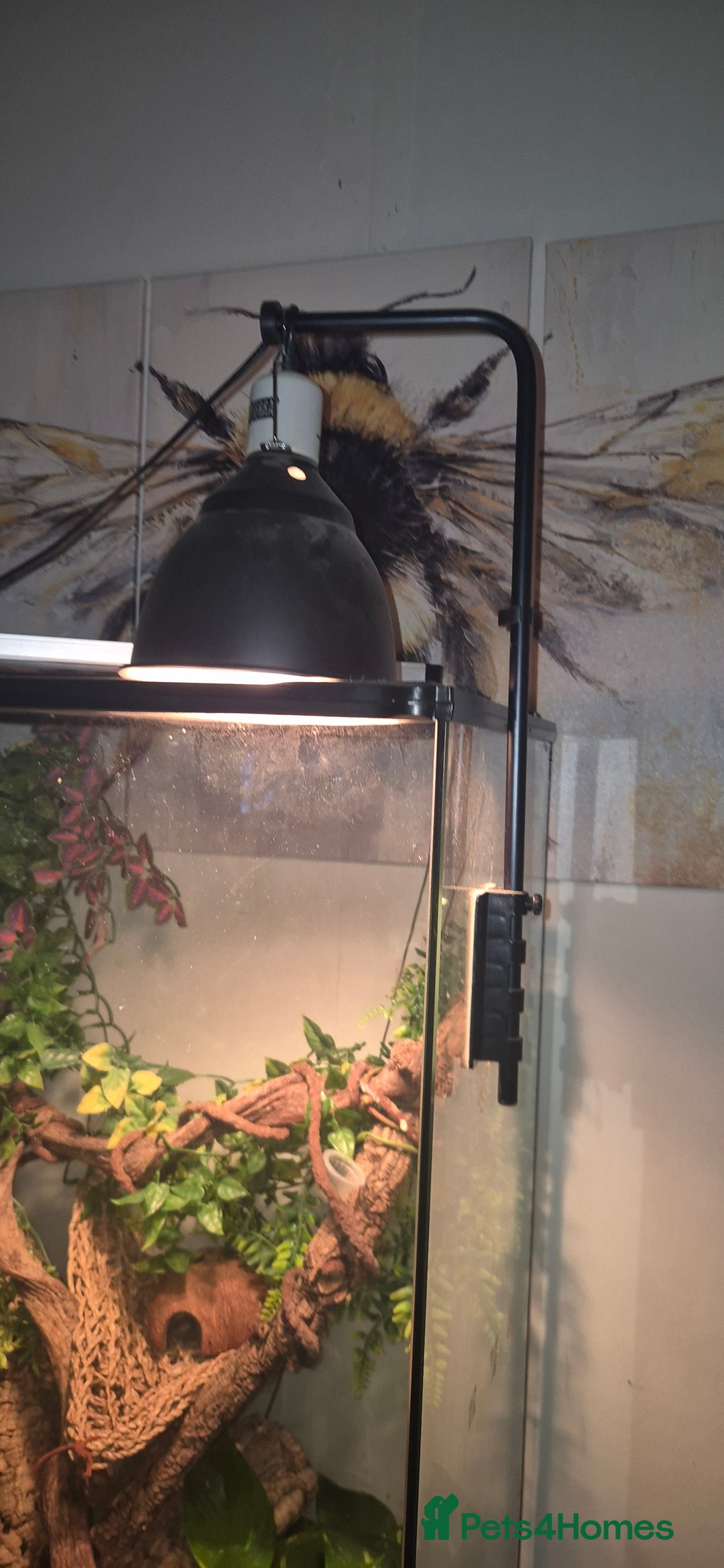 Gecko reptiles for sale: Crested gecko and full set up - Image 5