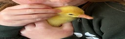 Geese poultry for sale: Stunning hand reared friendly Embden Gander - Advert 14