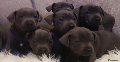 Staffordshire Bull Terrier dogs - Advert 6