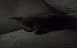 Mixed Breed cats for sale: 4 brown fully tabby kittens  - Image 3