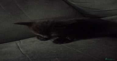 Mixed Breed cats - Advert 5