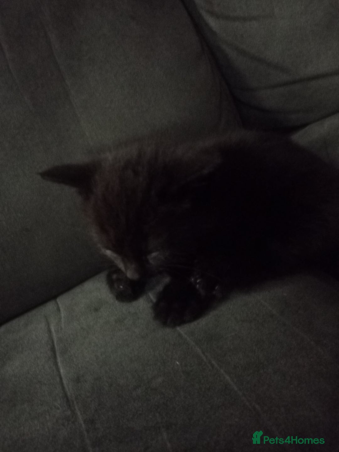 Mixed Breed cats for sale: 4 brown fully tabby kittens  - Image 3