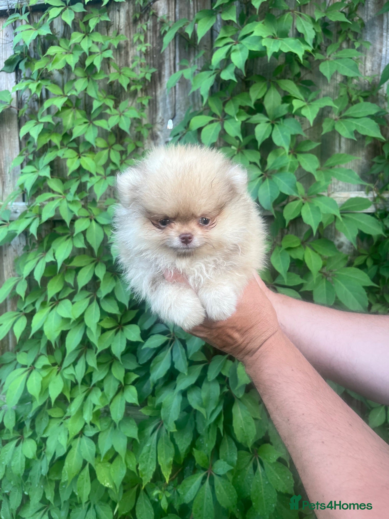 Pomeranian dogs 🔥Boy 500gr🐻👁️Green eyes🐻Outstanding  - Advert 1