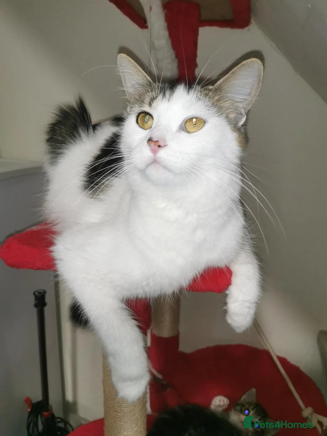 Norwegian Forest Cat cats for sale: For sale// Ready for collection - Advert 27