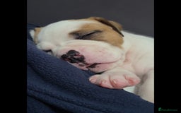 American Bulldog dogs for sale: American Bulldog Puppies – Ready Now! - Image 18