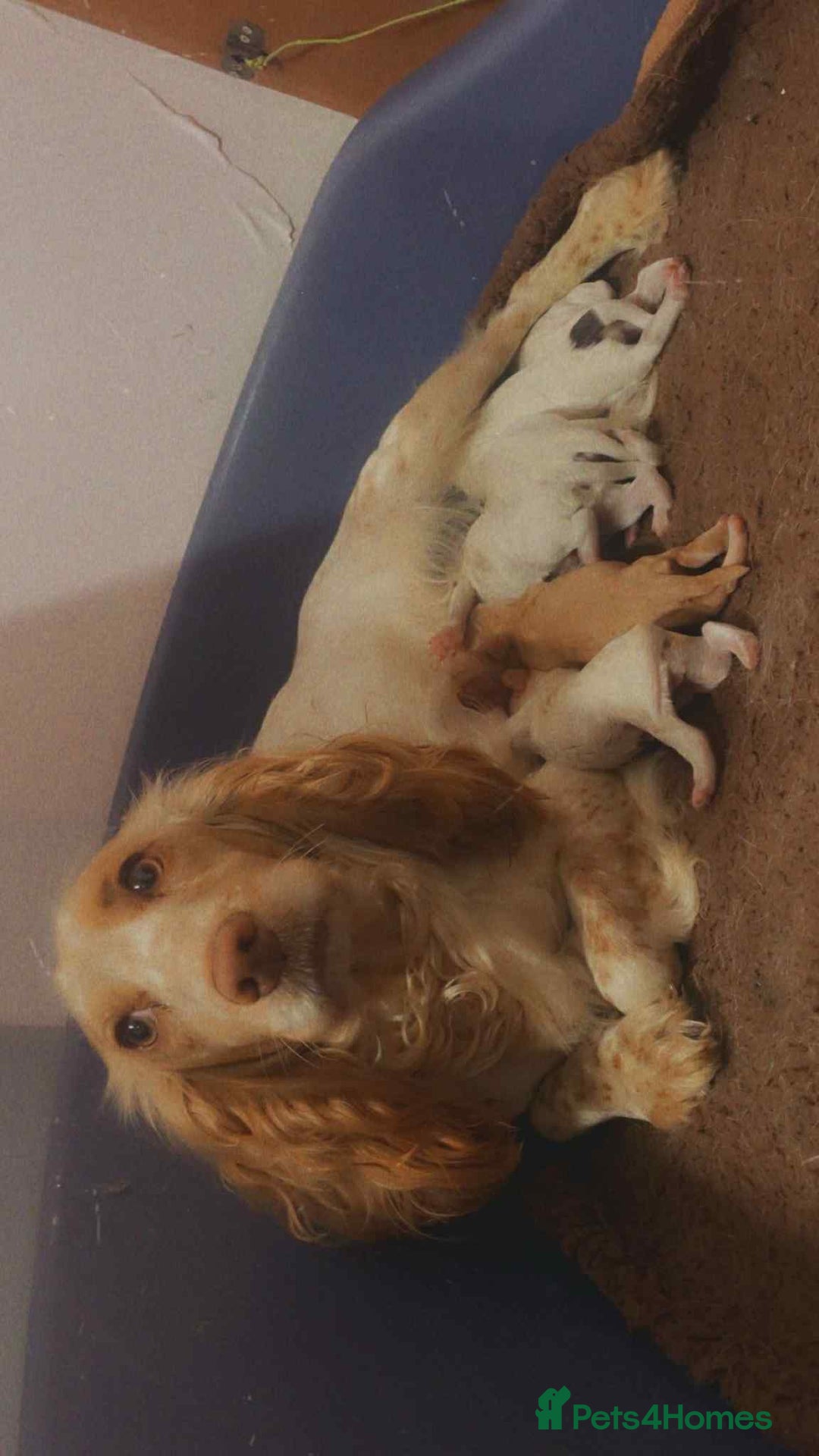 Cocker Spaniel dogs for sale: 6 gorgeous cockerspaniel puppy’s  - Image 13