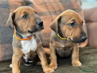 Mixed Breed dogs English bull terrier x European Doberman - Advert 12