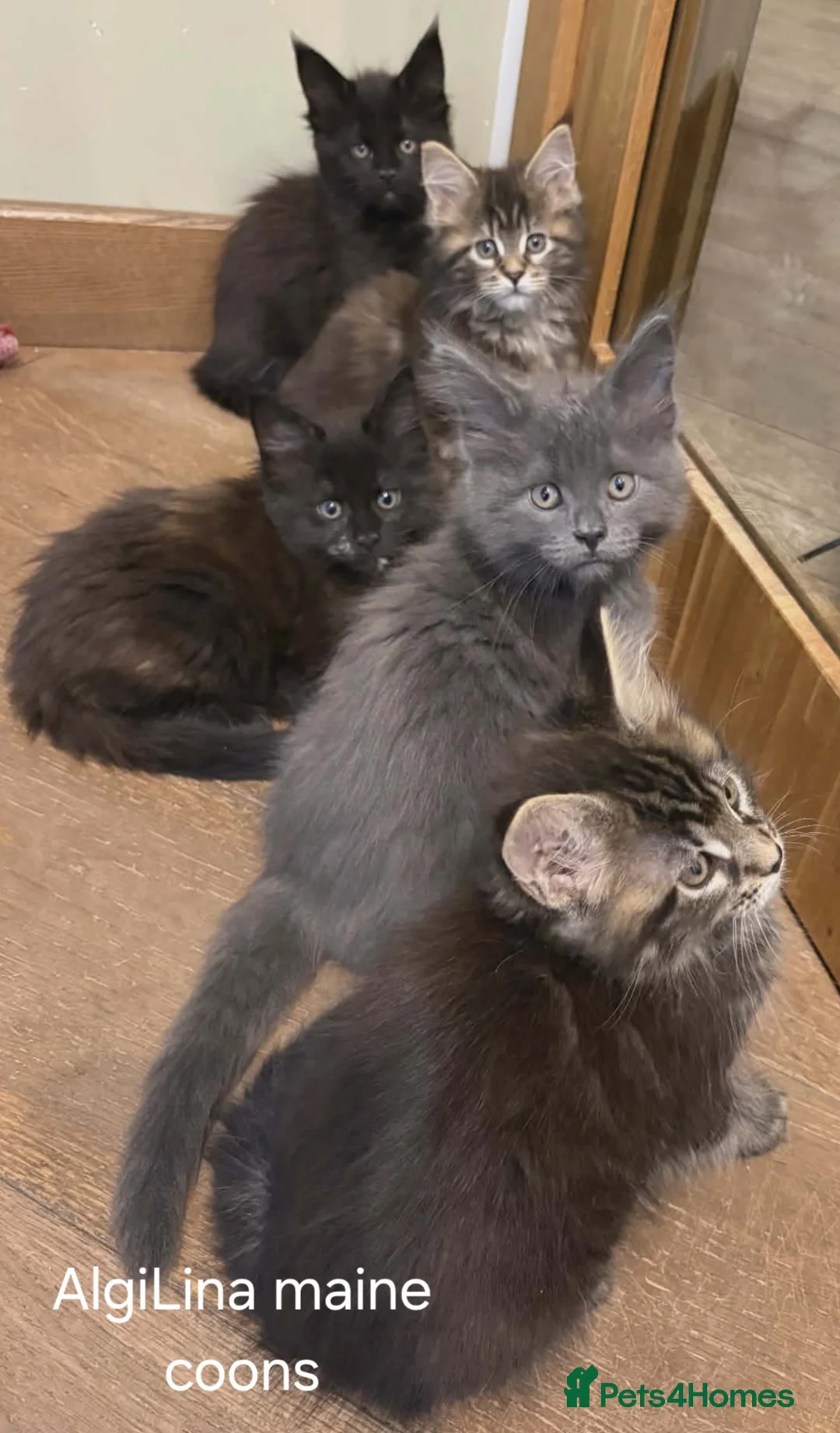 Maine Coon cats for sale: Maine coons kittens GCCF registed - Advert 2