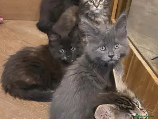 Maine Coon cats Maine coons kittens GCCF registed - Advert 17