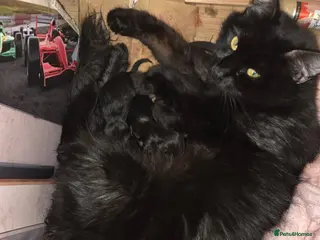 Mixed Breed cats Kittens for sale - Advert 2