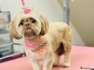 Shih Tzu dogs Gorgeous, outstanding imperial shih tzu puppies - Advert 5