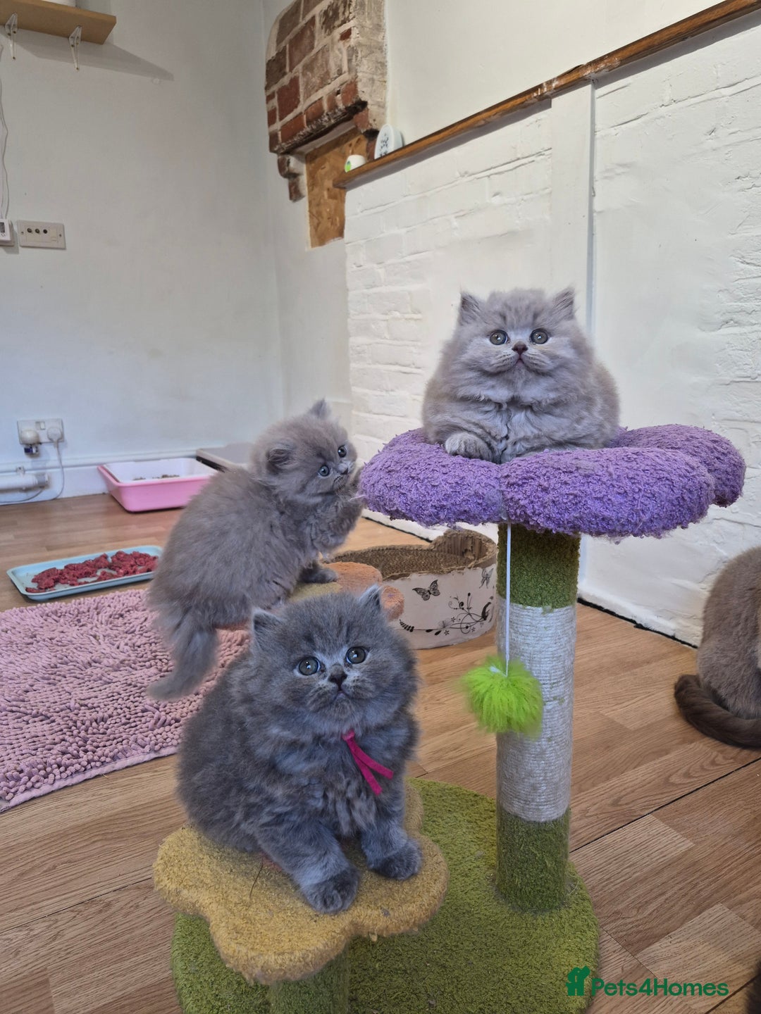 British Longhair cats for sale: GCCF Registered British Longhair kittens - Image 11