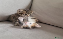 Domestic Shorthair cats for sale: Adorable 8 week old Kittens  - Image 1