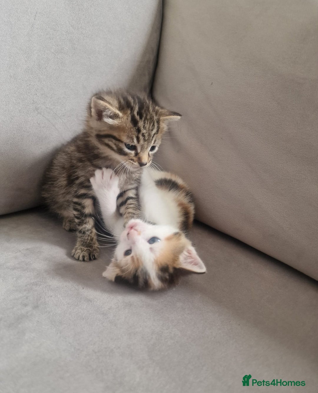 Domestic Shorthair cats for sale: Adorable 8 week old Kittens  - Image 1