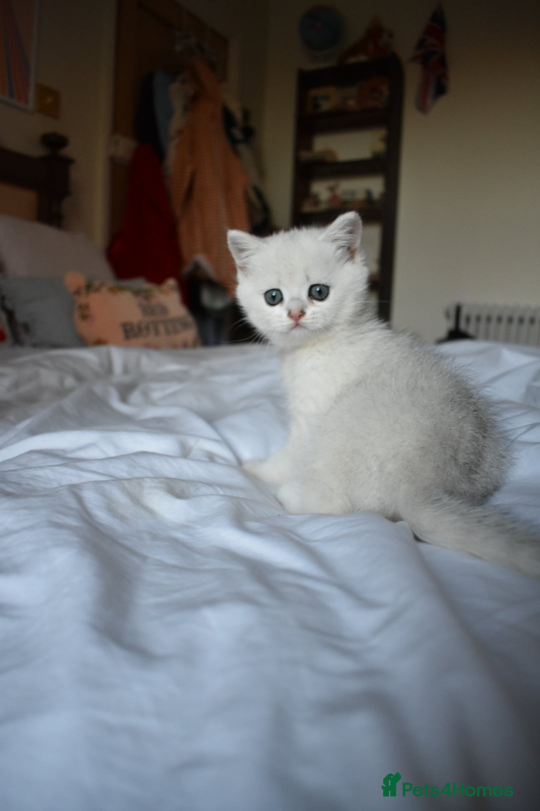 British Shorthair cats PureBred British Shorthair Kittens! - Advert 2