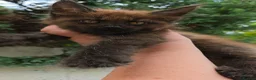 Maine Coon cats for sale: ✅✅❤️Show Quality Registered Maine Coon Kittens❤️✅✅ - Advert 30