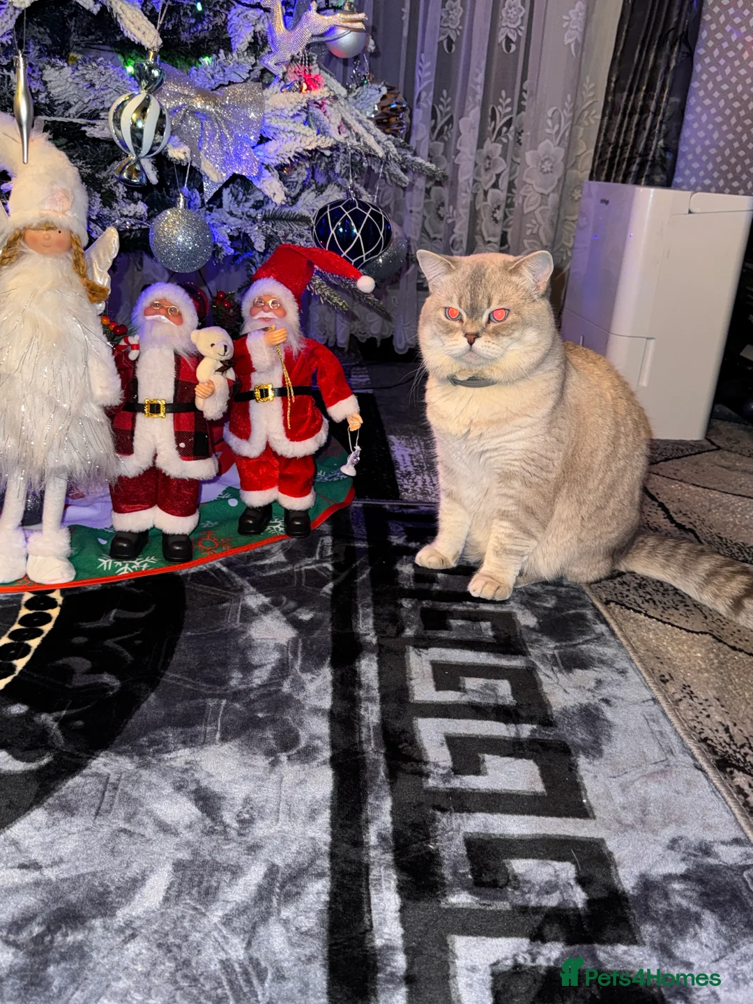 Scottish Fold cats for stud: Lovely Scottish Straight boy for stud in Milton Keynes - Advert 20