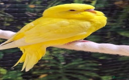 Budgerigars birds for sale: Young budgerigars for sale. - Image 3