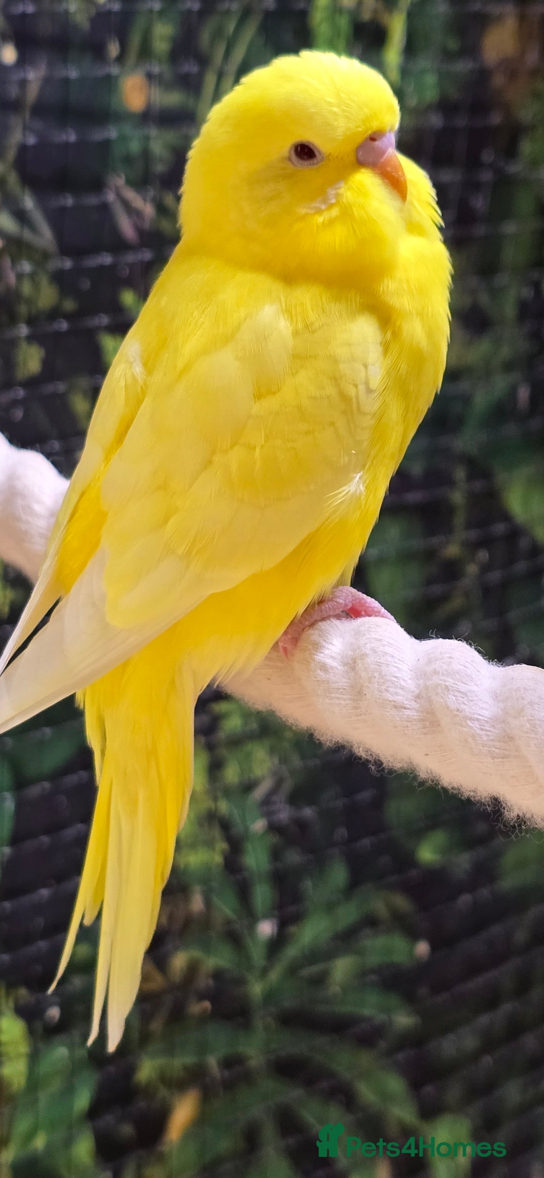 Budgerigars birds for sale: Young budgerigars for sale. - Image 3