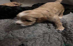 Cockapoo dogs for sale: Cockapoo puppies 3 girls 3 boys  - Image 10