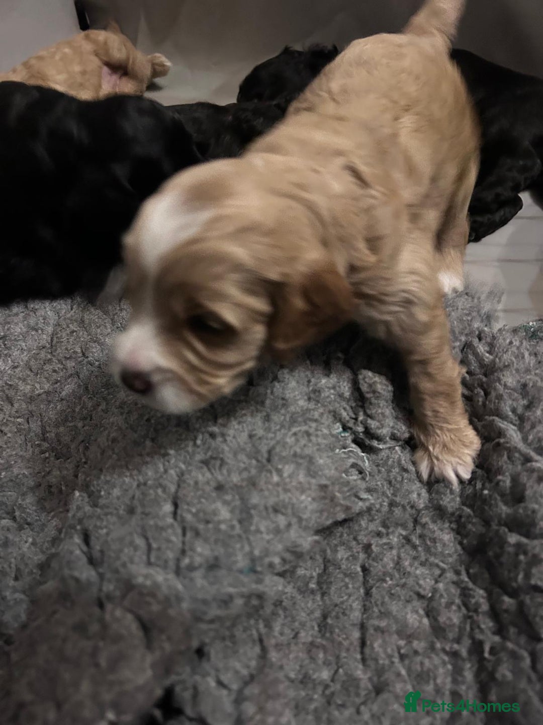 Cockapoo dogs for sale: Cockapoo puppies 3 girls 3 boys  - Image 10
