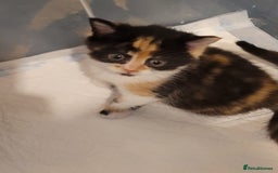 Munchkin cats for sale: Kitten for free adoption  - Advert 2
